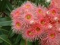 Eucalyptus hybrid (poss. Summer Beauty)